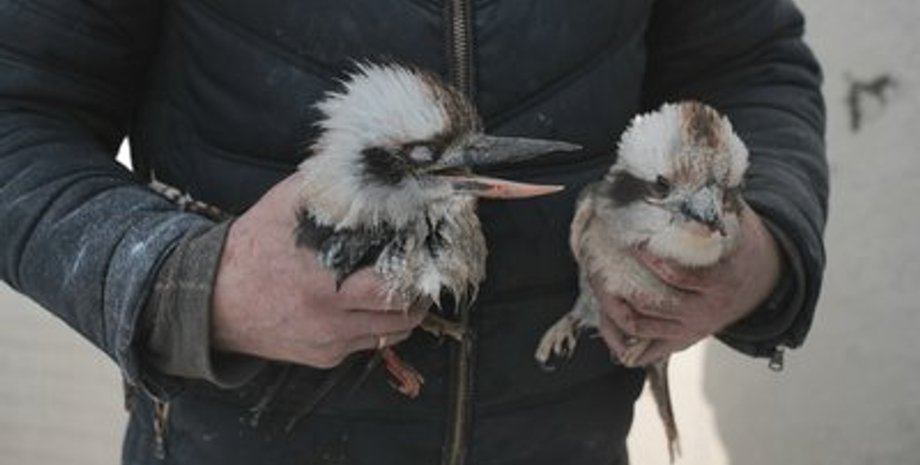 Удар ЗС РФ по Фельдман Екопарк під Харковом