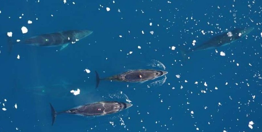 малые полосатики, антарктические полосатики