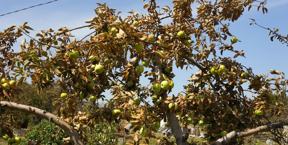 На фото уничтоженный выбросами урожай в Армянске/Фото: Крым.Реалии