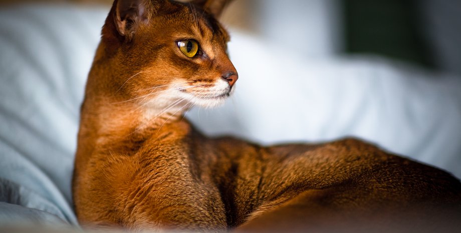 Абиссинская кошка