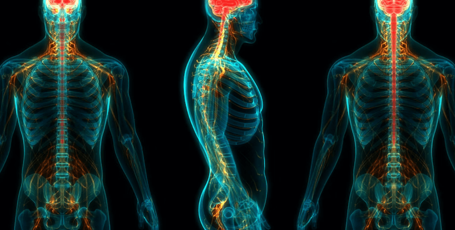 тело, мрт, нервная система