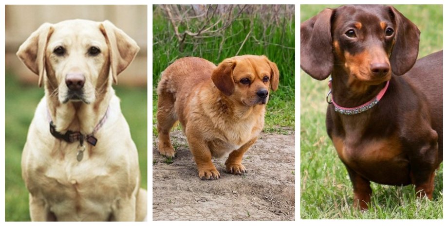 дачсадор, помісь такси і лабрадора