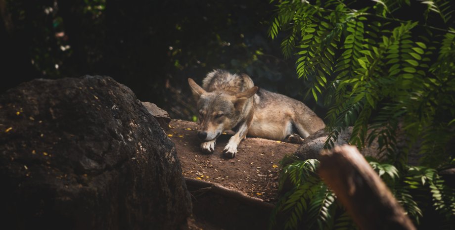 курган, поховання, древні люди, дослідження, череп, грабіжники, розкрадачі могил, римляни, кремація, римська епоха, монета
