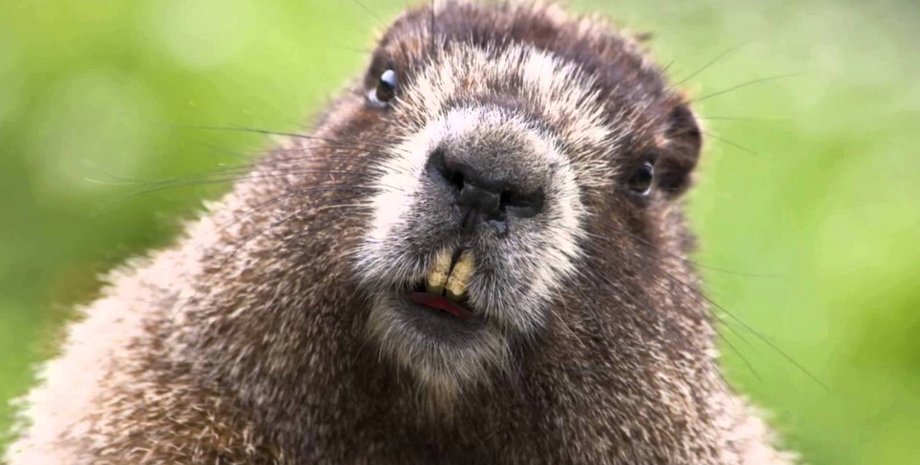 парашут, бобри, США, Айдахо, переселення, транспортування, смертність, стрес, перегрів, природа, фауна, тварини, історія, десант