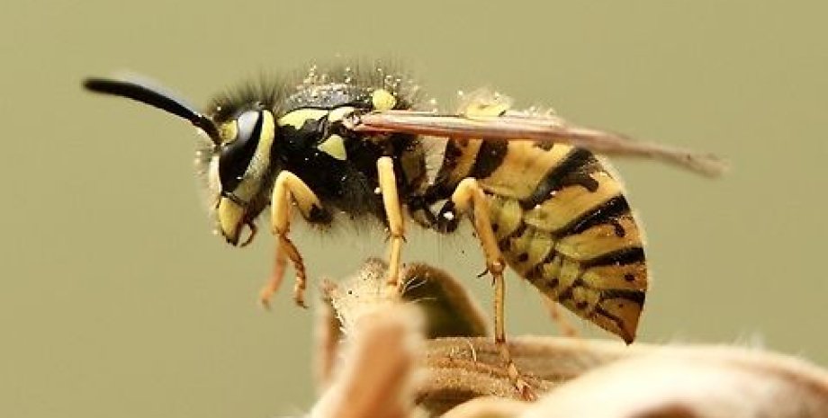 According to experts, the wasps that drank the more juice are particularly dange...