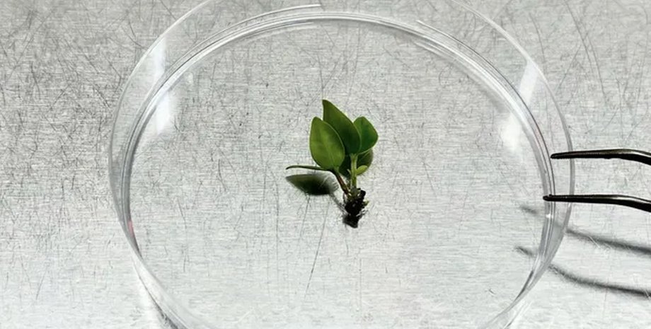 лаборатория верхушки мирта