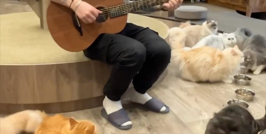 Эд Ширан, Токио, кошачье кафе