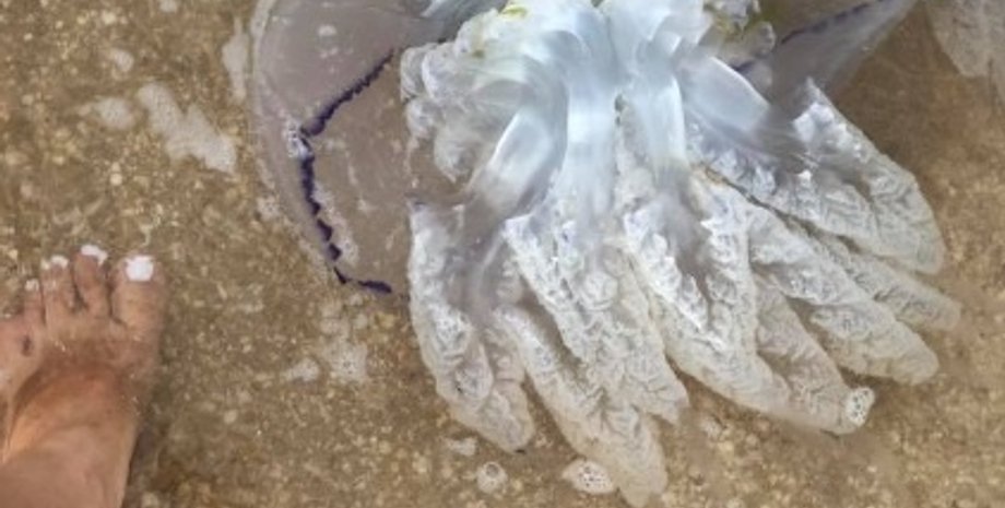 Фото: facebook.com/bogdana.mail