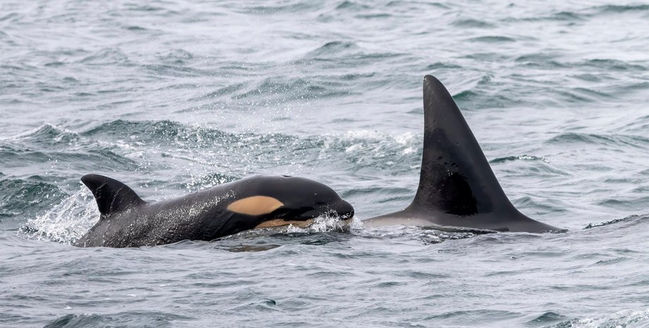 детеныш, детеныш косатки