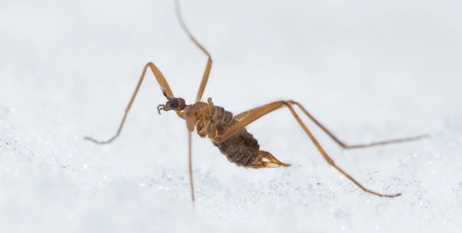 снігова муха холод