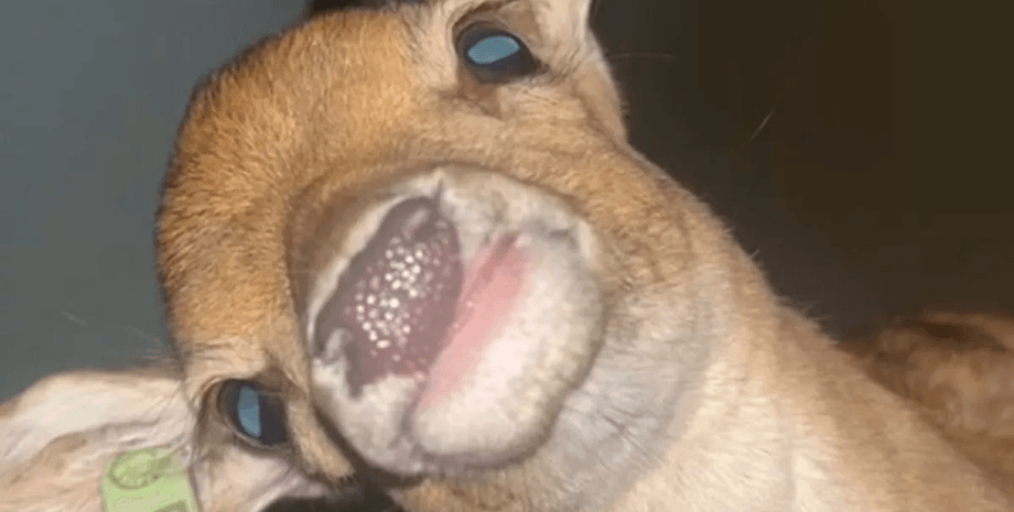 Парень проснулся с оленем, вечеринка, алкоголь, пьяная выходках, проснулся с животным в постели, олень в комнате, вирусный ролик