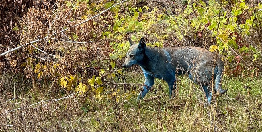 синяя собака чернобыль