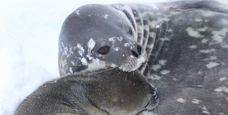 Фото: Facebook/Национальный антарктический научный центр