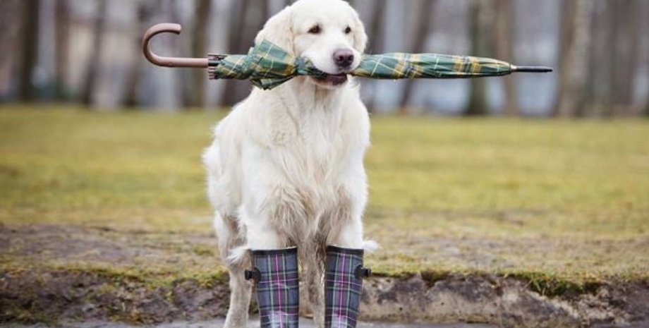 Фото: РБК-Украина