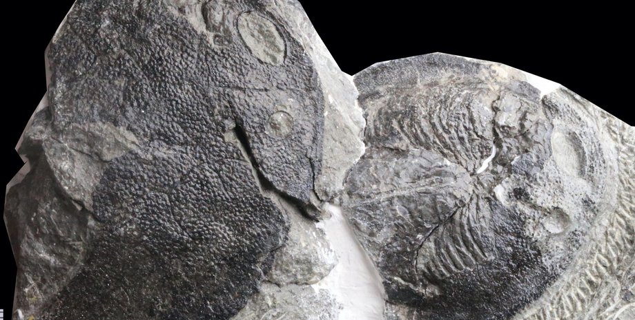 окаменелость, черный фон, фото