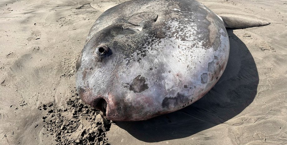 солнечная рыба, солнечная рыба обманщик