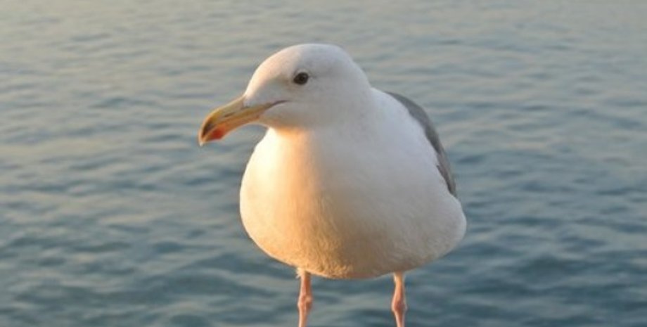 сша, почта, почтовая доставка, чайки, психочайки, посылка, письма, атака