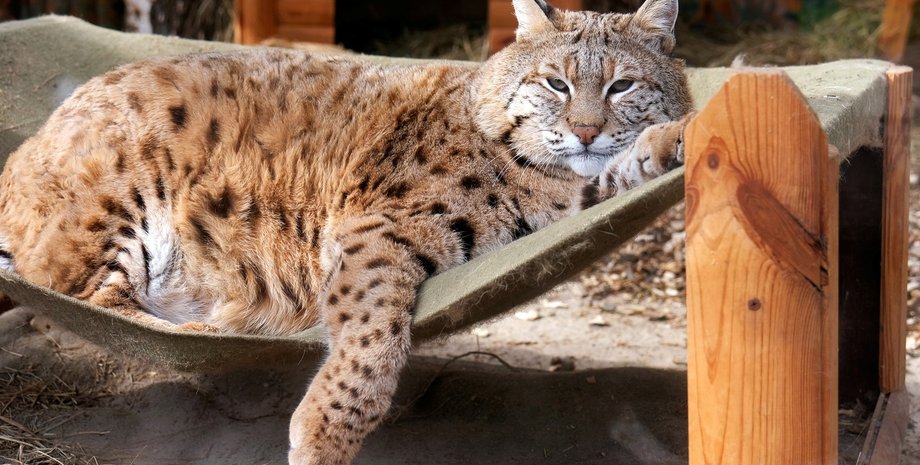 Рись Степан погладшав