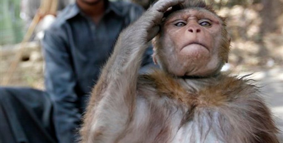 китай, мозг, исследования, работы, обезьяна, исследования на животных, нейрохирургия, илон маск,