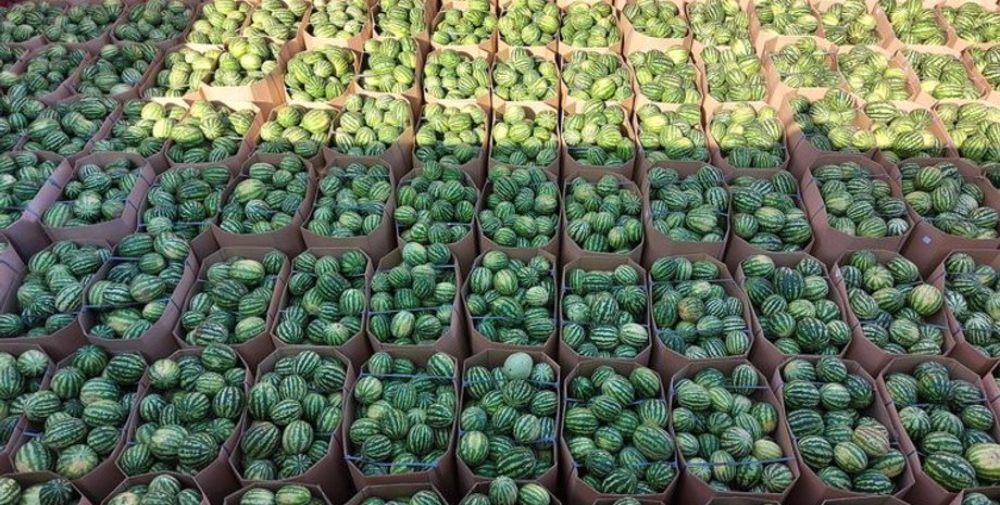 новини херсона, херсонські кавуни, імпорт, ціни на кавуни, баштанні в україні, звідки везуть кавуни в україну