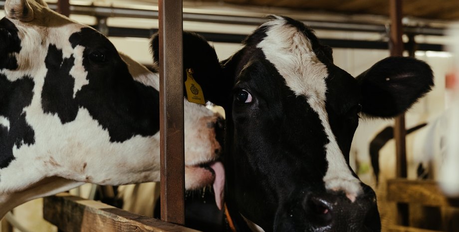 тарифи на світло, ціни на електроенергію, агросектор, державна допомога