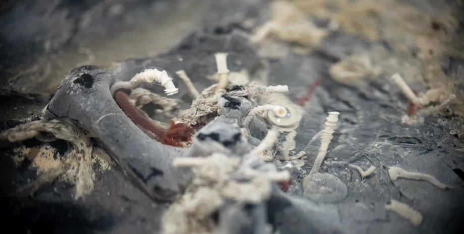 трубчасті черви