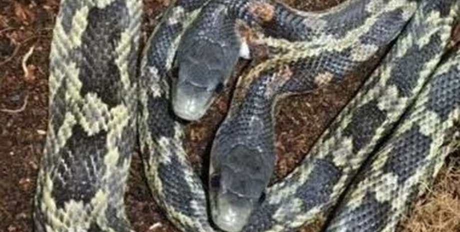 Двухголовая змея, редкая двухголовая змея, зоопарк, рептилия, две личности, змея с двумя мозгами, может покалечить себя,