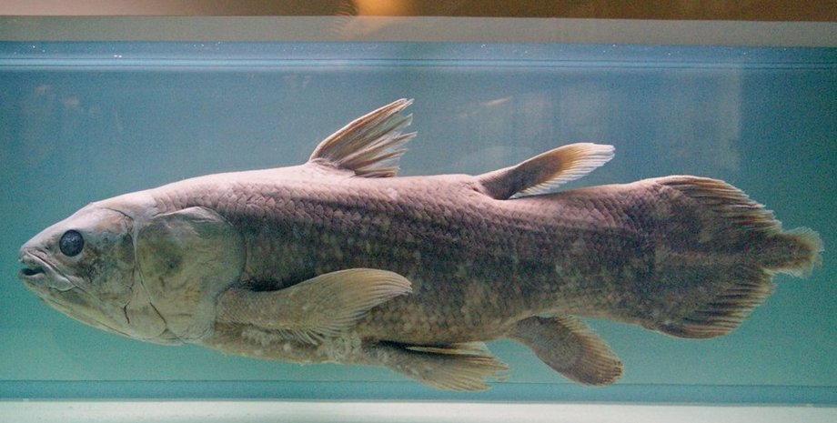 латимерия, ископаемая рыба, гены
