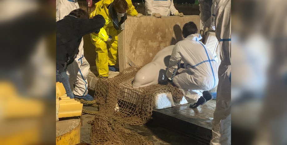 Спасатели пытаются помочь киту белухе.