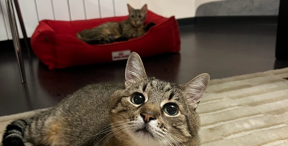 Кот Степан, блогер