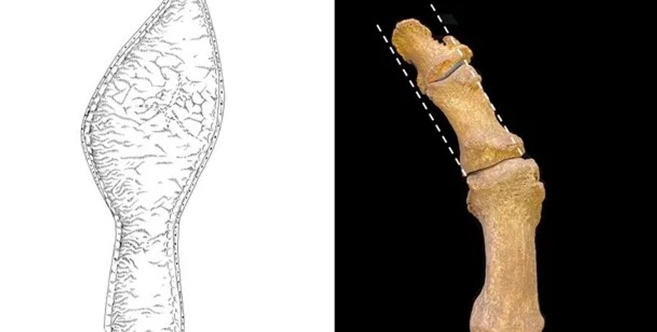 Кость стопы и средневековая обувь
