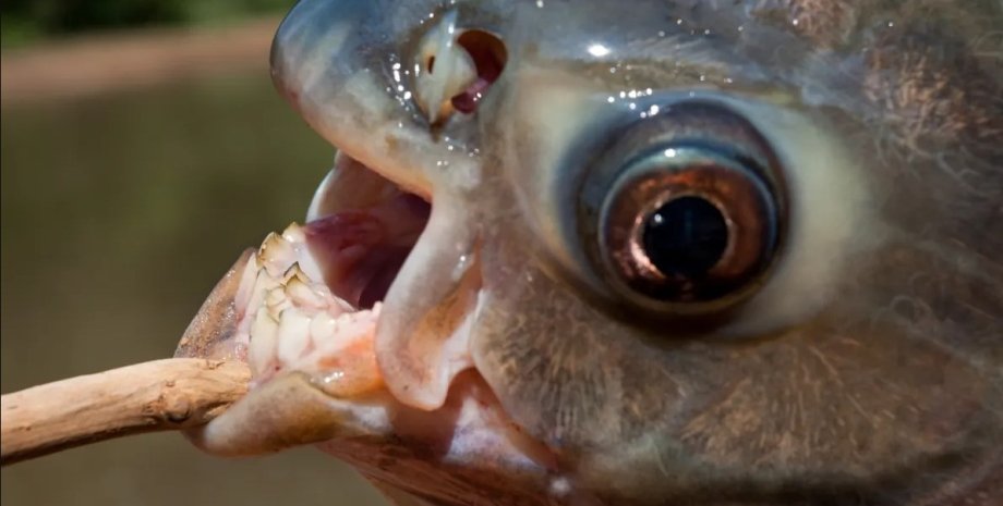 рыба паку, рыба с человеческими зубами