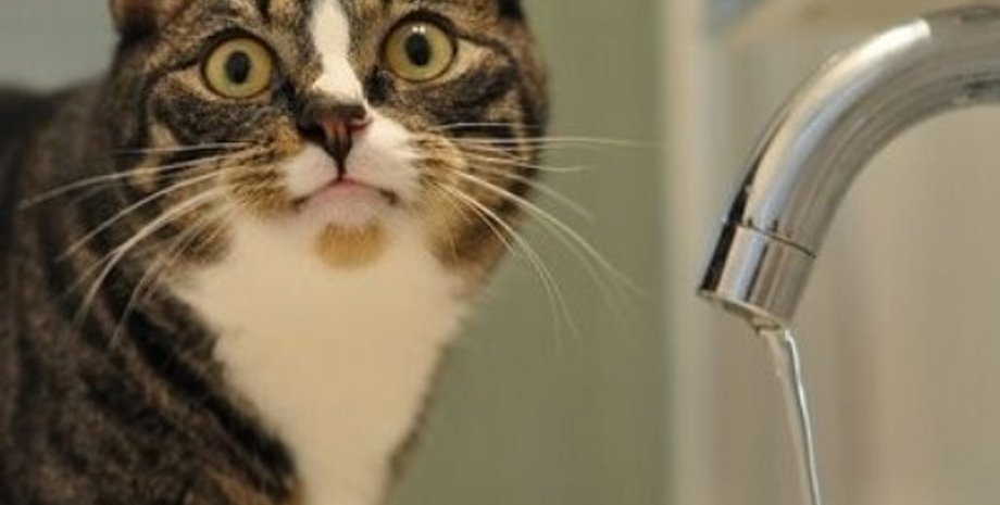 Фото segodnya.ua