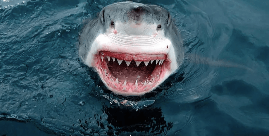 Акула может спутать человека с морской живностью