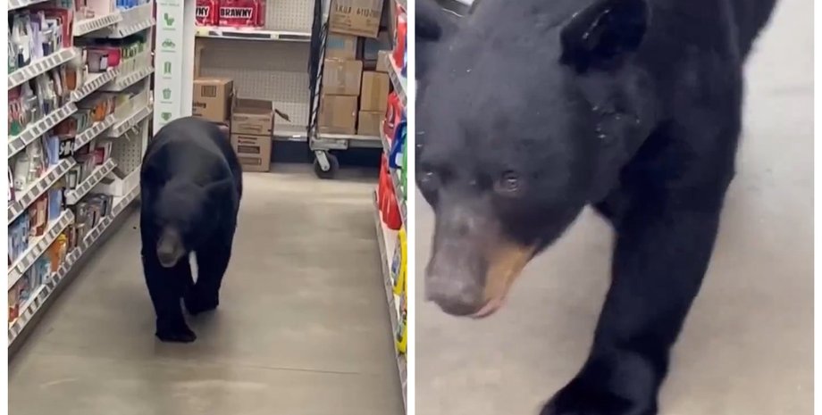 Неожиданная встреча: покупатель спас магазин и людей от 80-килограммового медведя