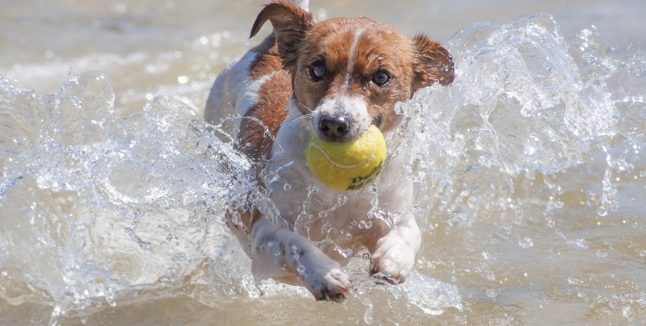 собака, вода, м'ячик, фото
