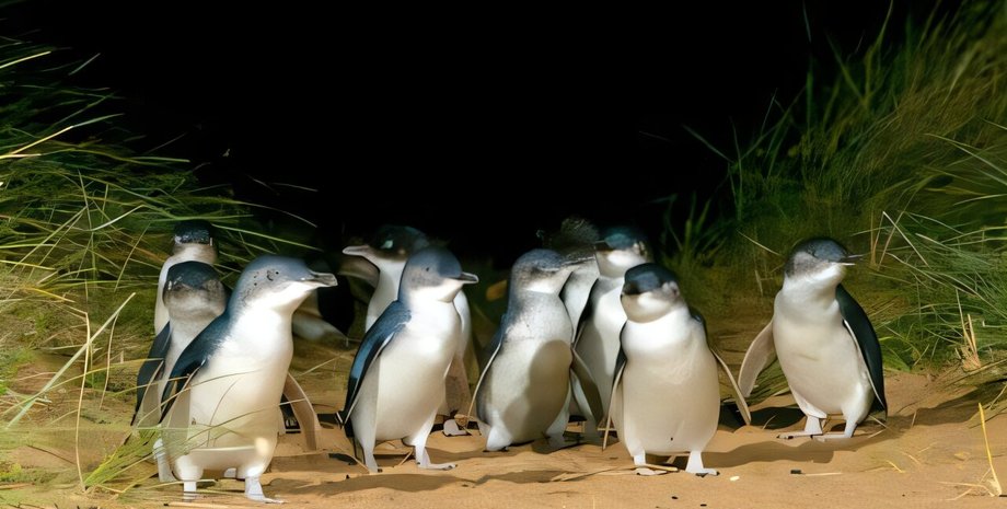 пингвины, малые пингвины, пингвины размножение, пингвины разводятся