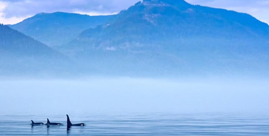 Фото: Juergen Ritterbach/Alamy