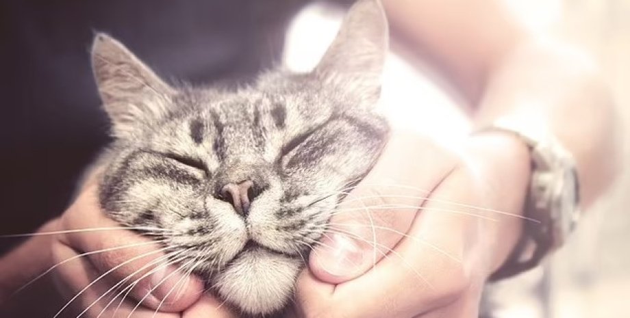коты, массаж для животных, массаж котам