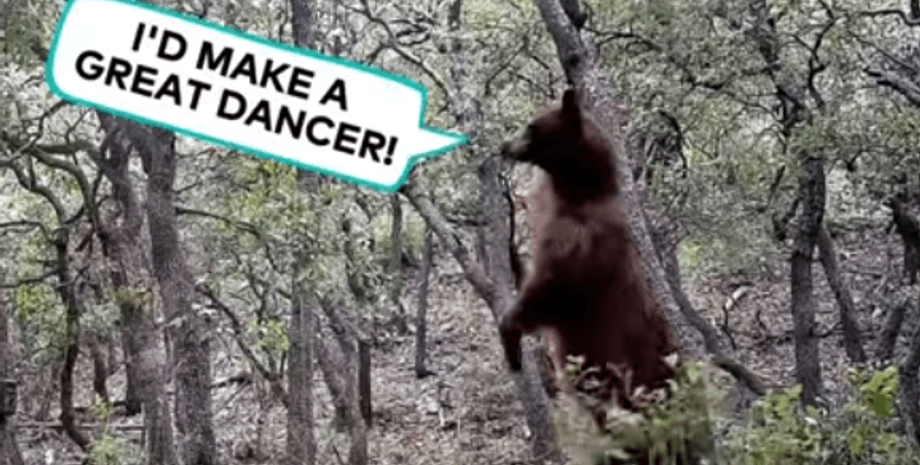 танец медведя