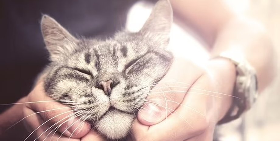 коты, кошки