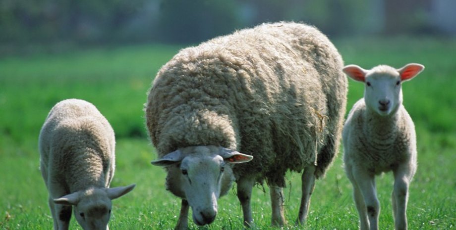 Фото с сайта: amazing-facts.ru