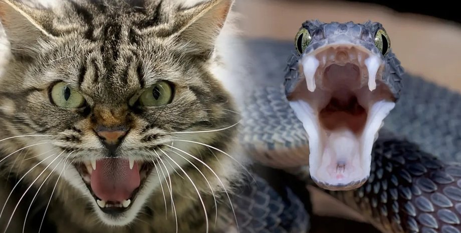 кошки и змеи эволюция