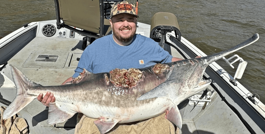 Рыба, огромная рыба, Рыба, огромная рыба, монстр из глубин, зомби-рыба, раны на спине, вытащил из воды, рыбак, улов, большая рыба, веслонос