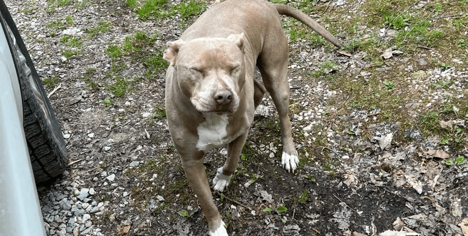 Собака, шерсть, линька собаки