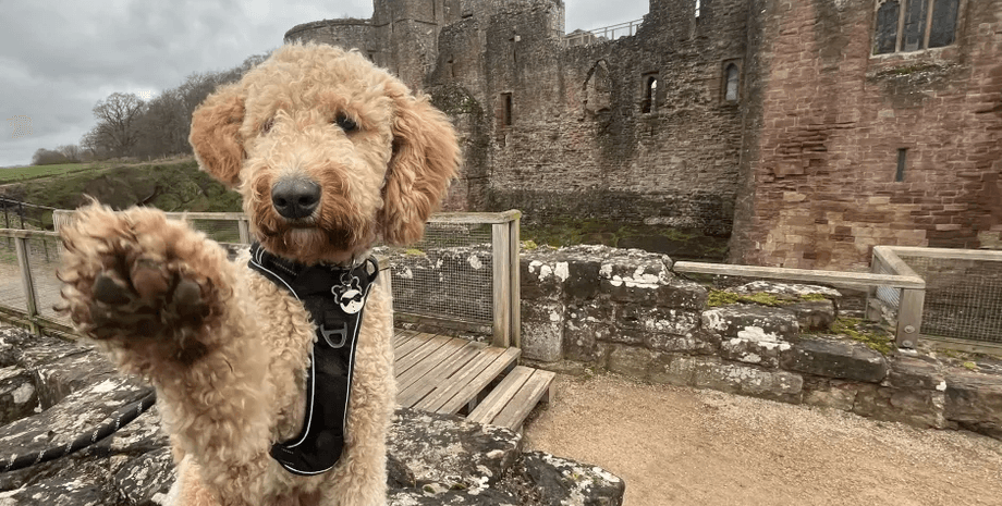 Подружжя з Уельсу купило крихітне цуценя кокапу, яке виросло до 45 кг