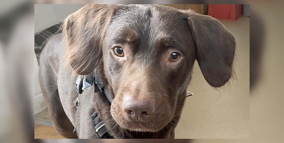 В Британии спасли первого в мире пса-алкоголика