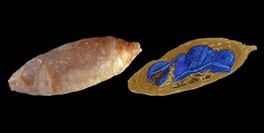 Оса-паразит внутри личинки мухи. Georg Oleschinski &Thomas van de Kam