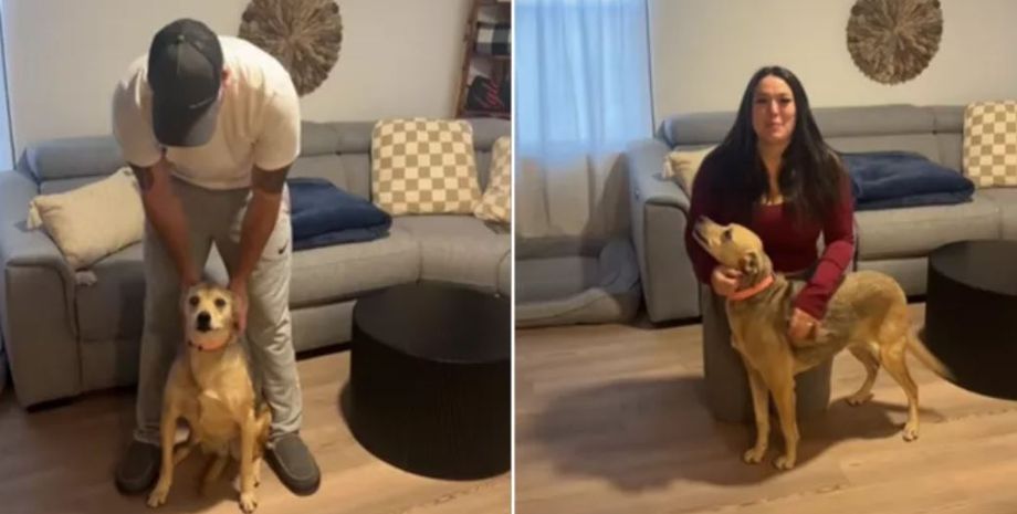 Женщина сделала собаке ДНК-тест, чтобы узнать породу, результат экспертизы оказался очень неожиданным