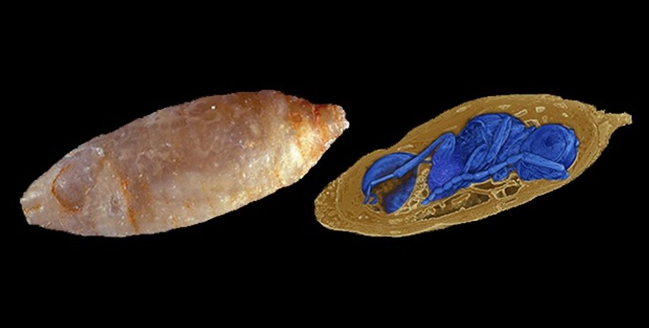 Оса-паразит внутри личинки мухи. Georg Oleschinski &Thomas van de Kam